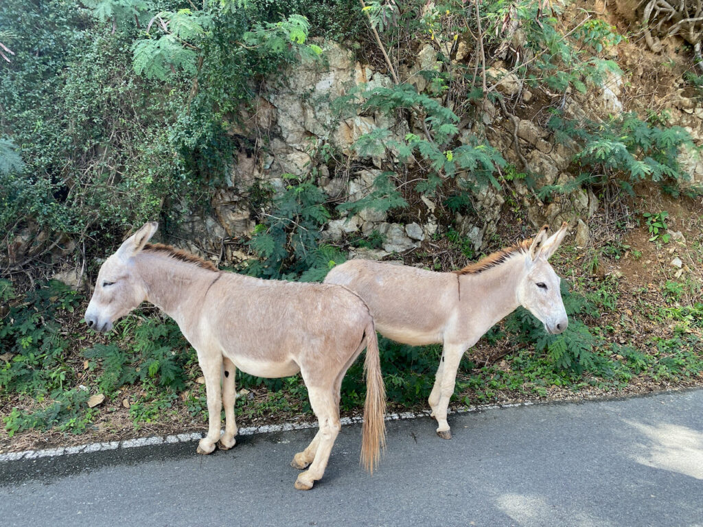 Wild donkeys in St John USVI